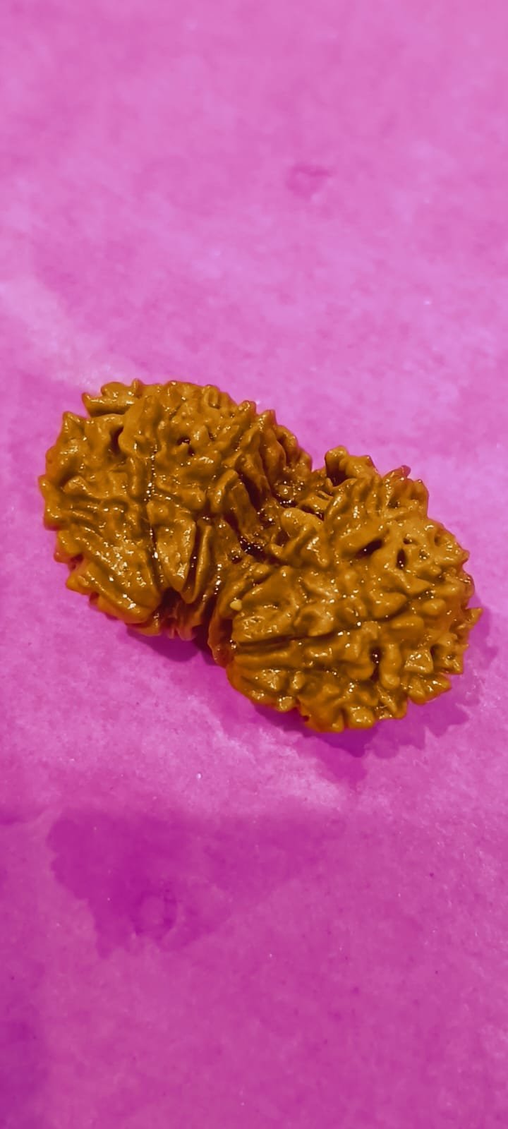 Gauri Shankar Rudraksha - Image 2