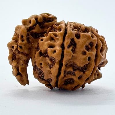 Ganesh Rudraksha - Image 2