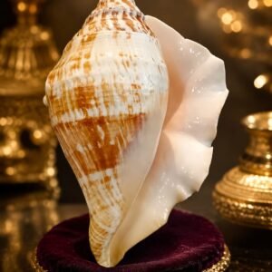 Panchmukhi Shankh