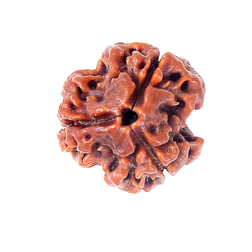 3 Mukhi Rudraksha - Image 2