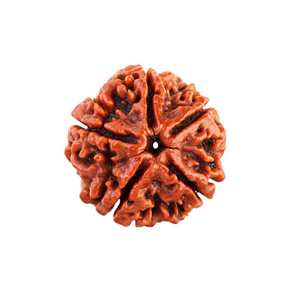 5 Mukhi Nepal Rudraksha - Image 2